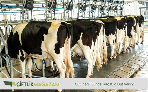 Holstein İneği Günde Kaç Kilo Yem Yer?